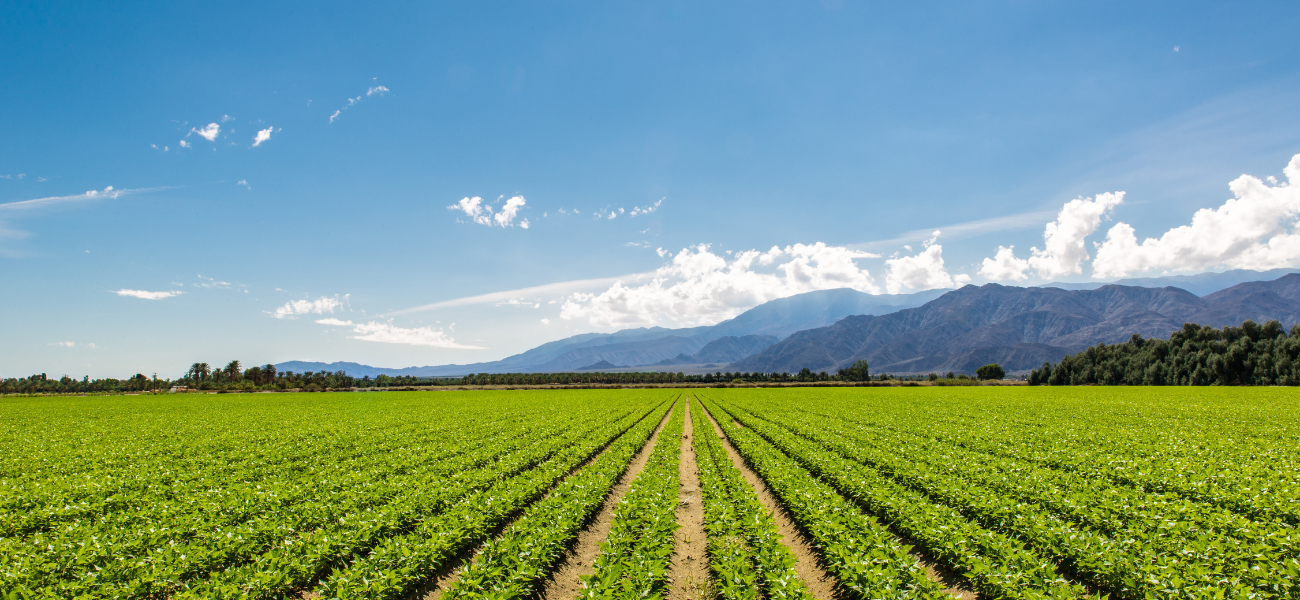 You are currently viewing Embracing Nature’s Wisdom: Kibbutz Organic and Biofertilizers’ Approach to Sustainable Agriculture